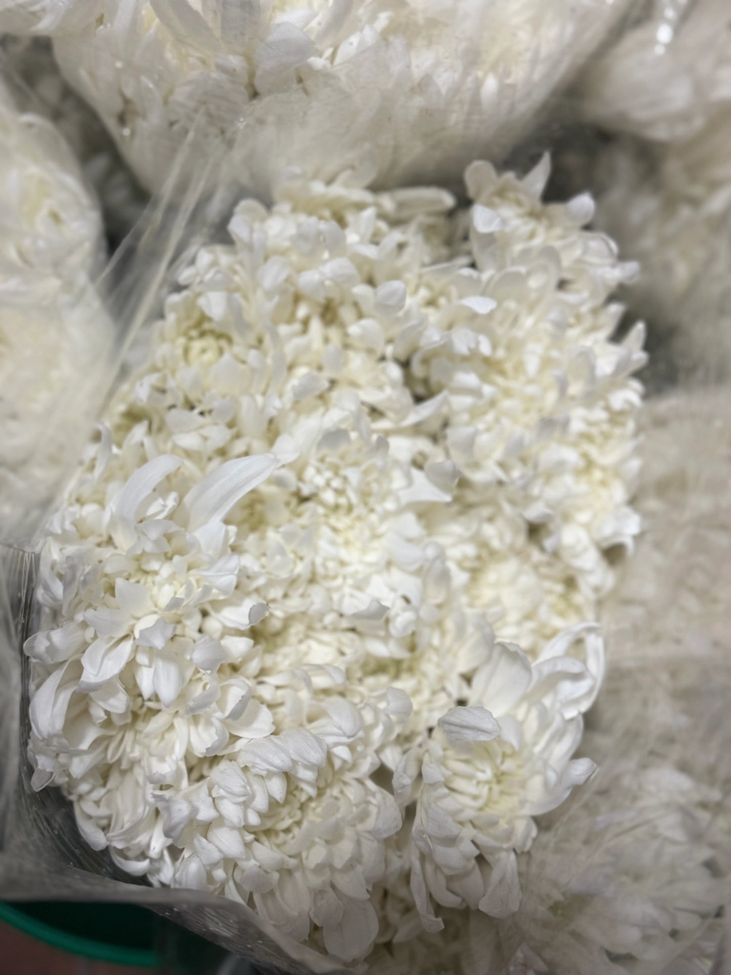 Cushion – Premium Chrysanthemum