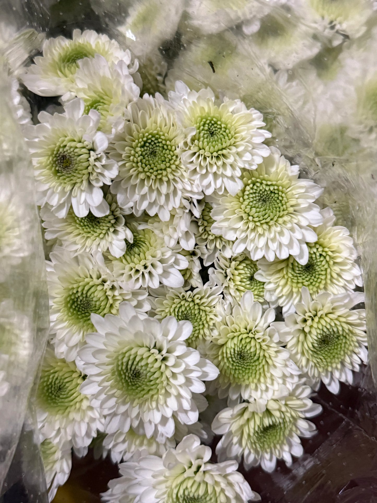 Button – Premium Chrysanthemum