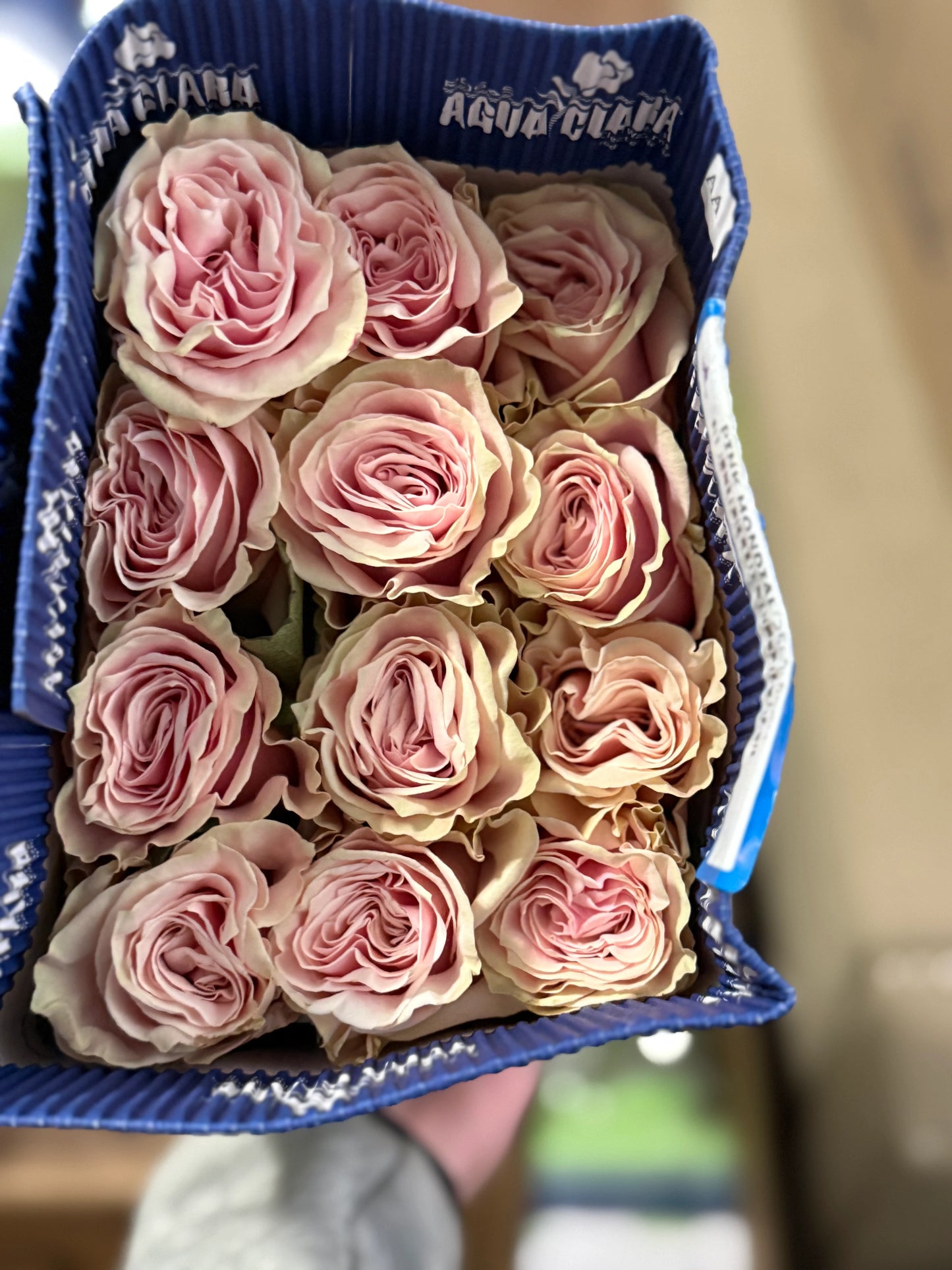 Pink Mondial Roses - 50 CM