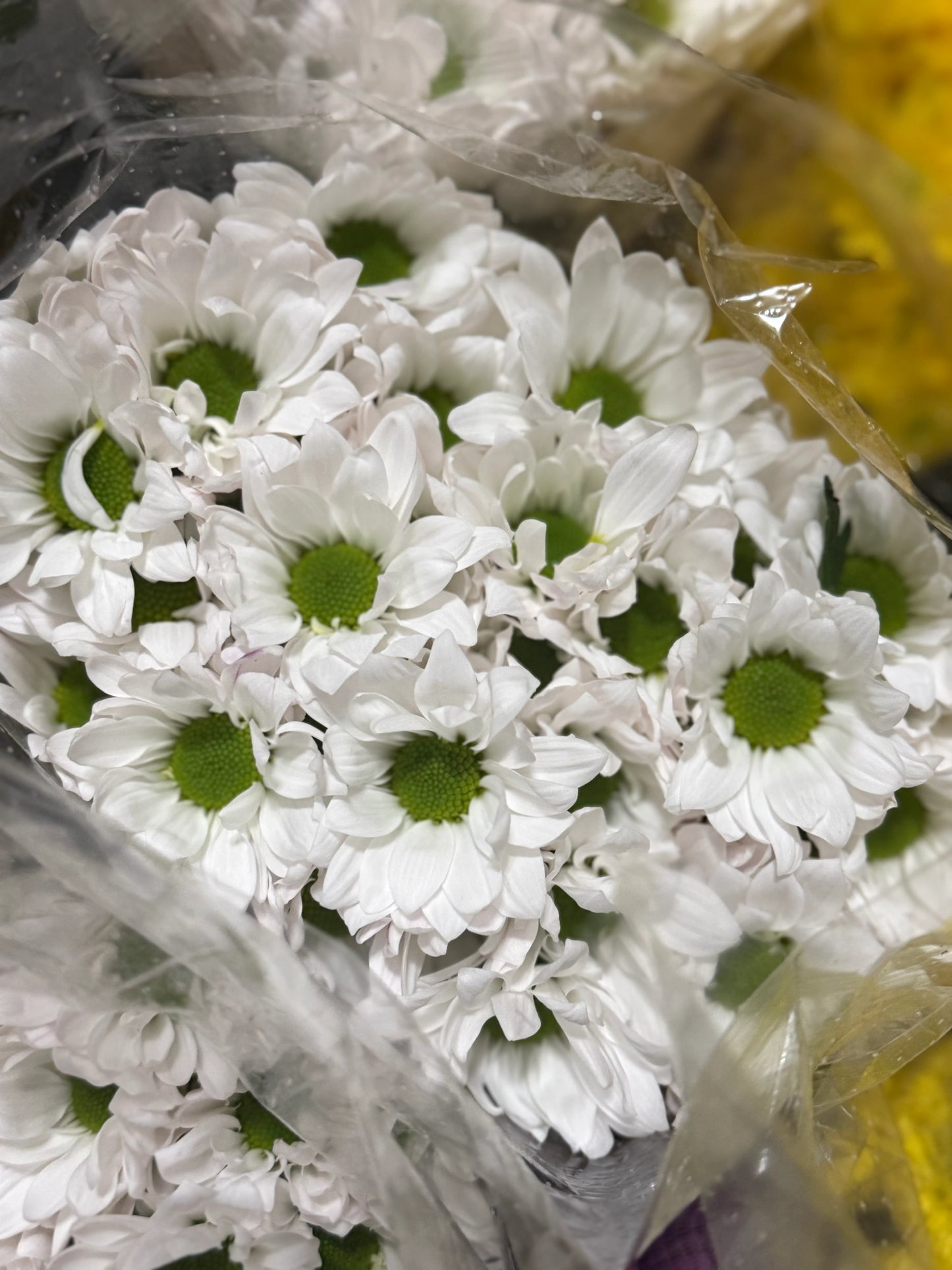 Daisy – Premium Chrysanthemum