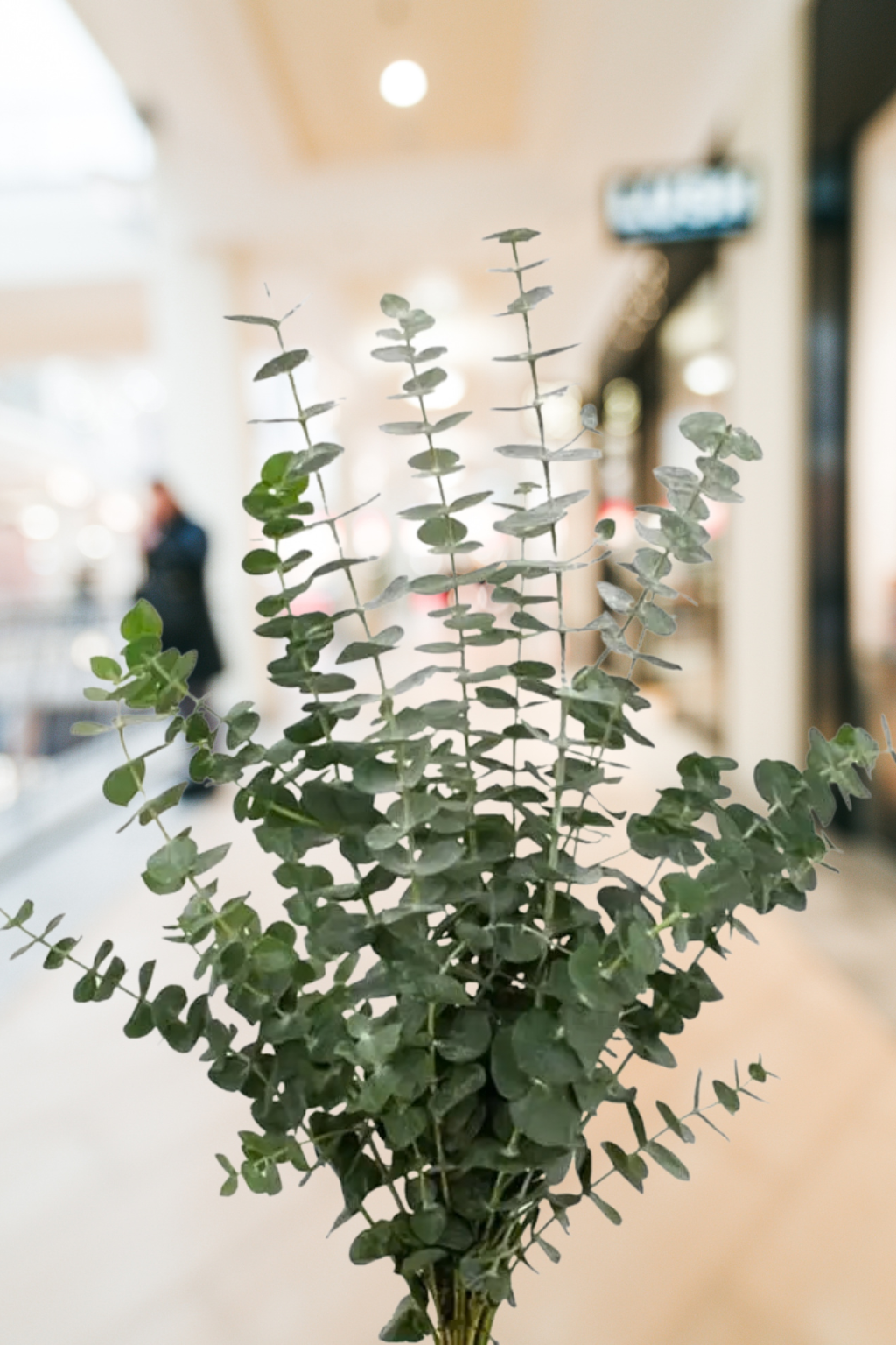 Eucalyptus Baby Blue – Premium Greenery