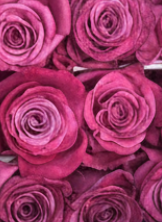 Lavender Roses - 50 CM