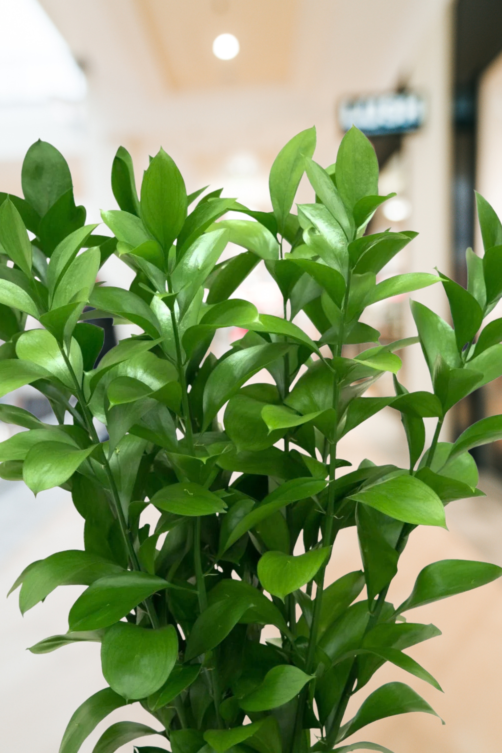 Israeli Ruscus – Premium Greenery