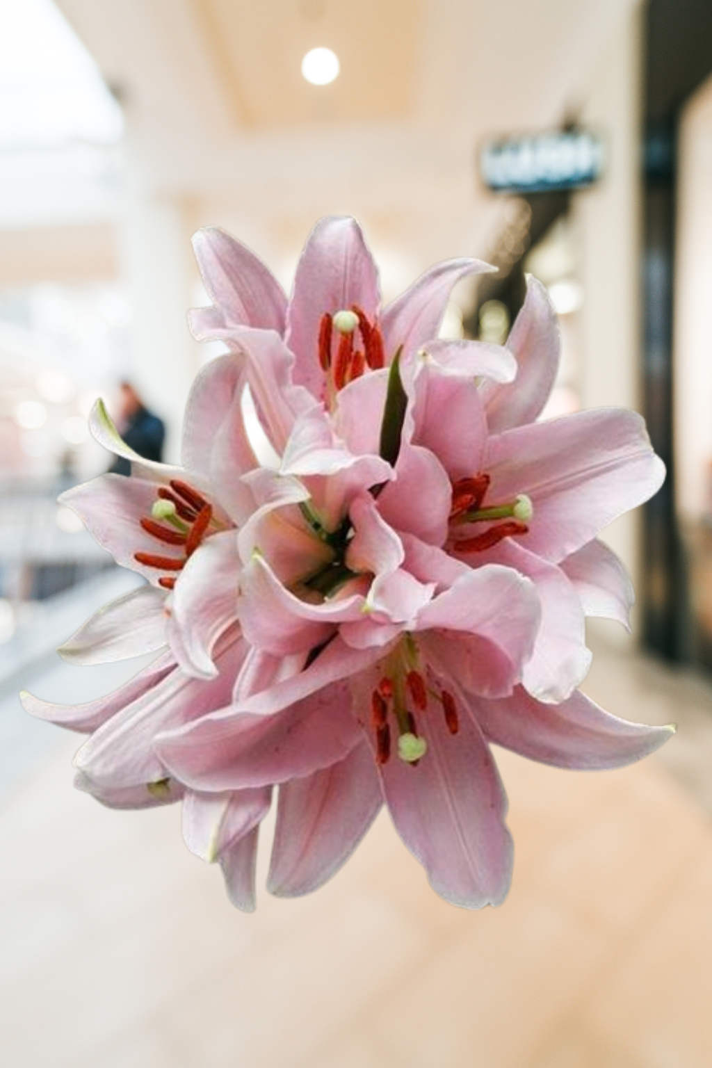 Lilies Pink