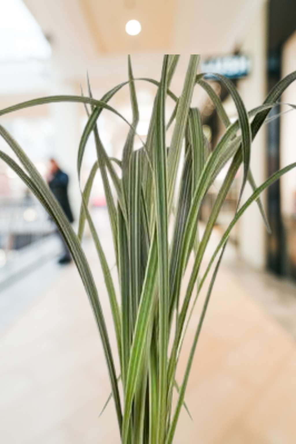 Lily Grass Variegated – Premium Greenery