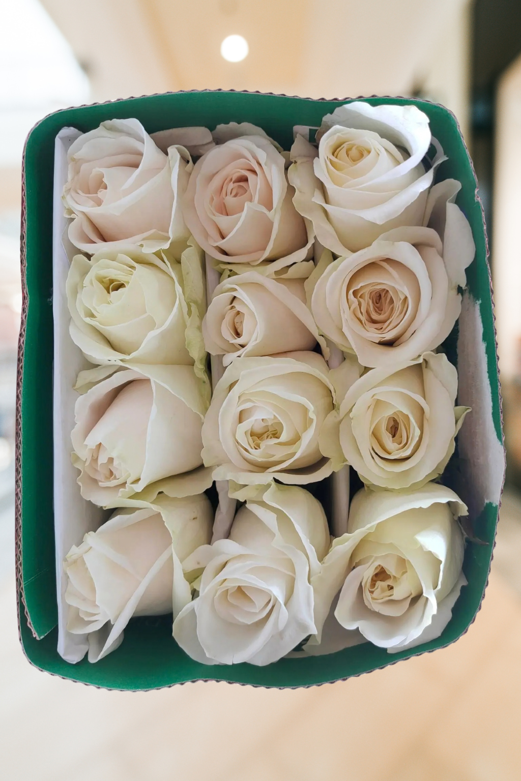 Playa Blanca Roses – 50 CM
