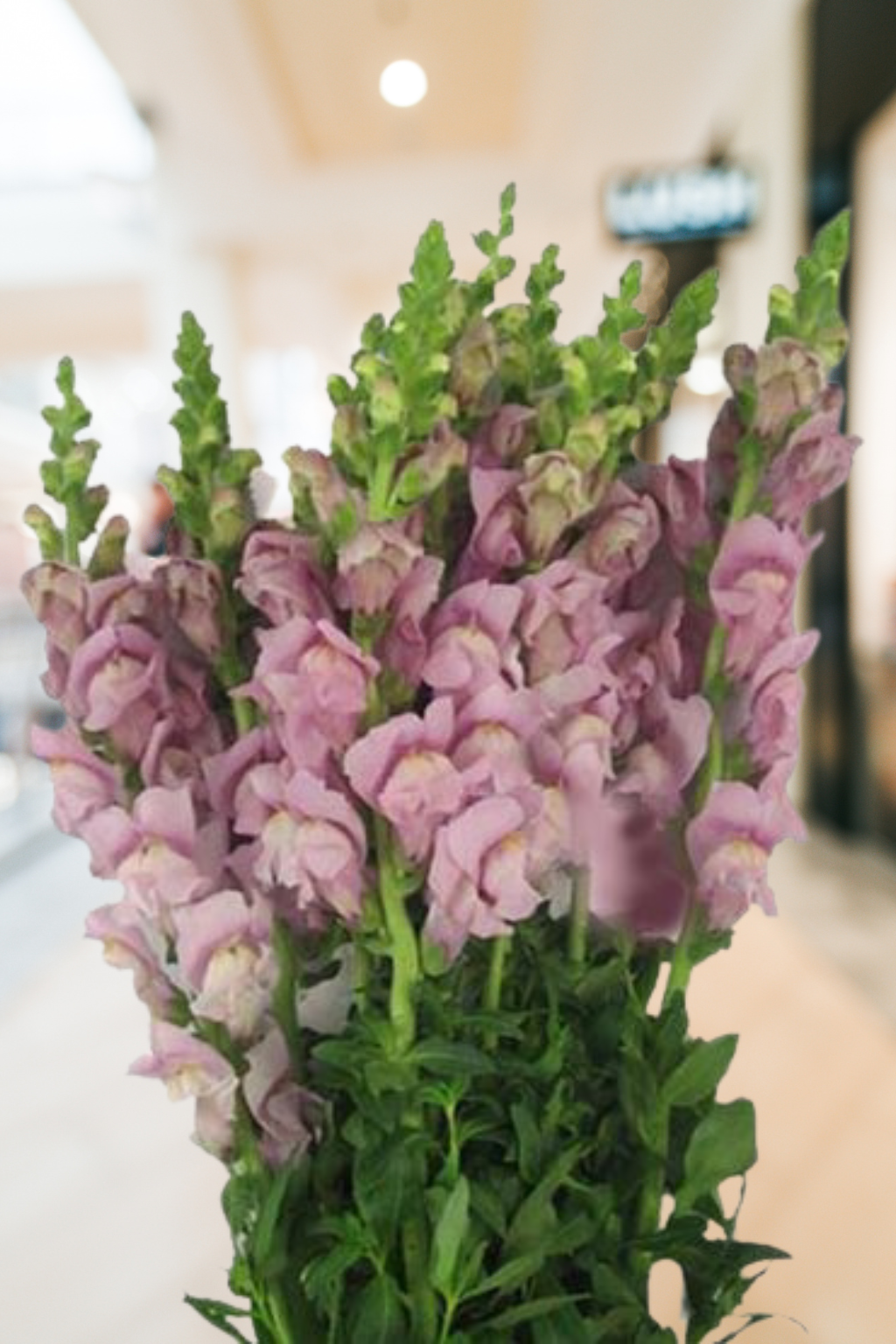 Snapdragon Lavender