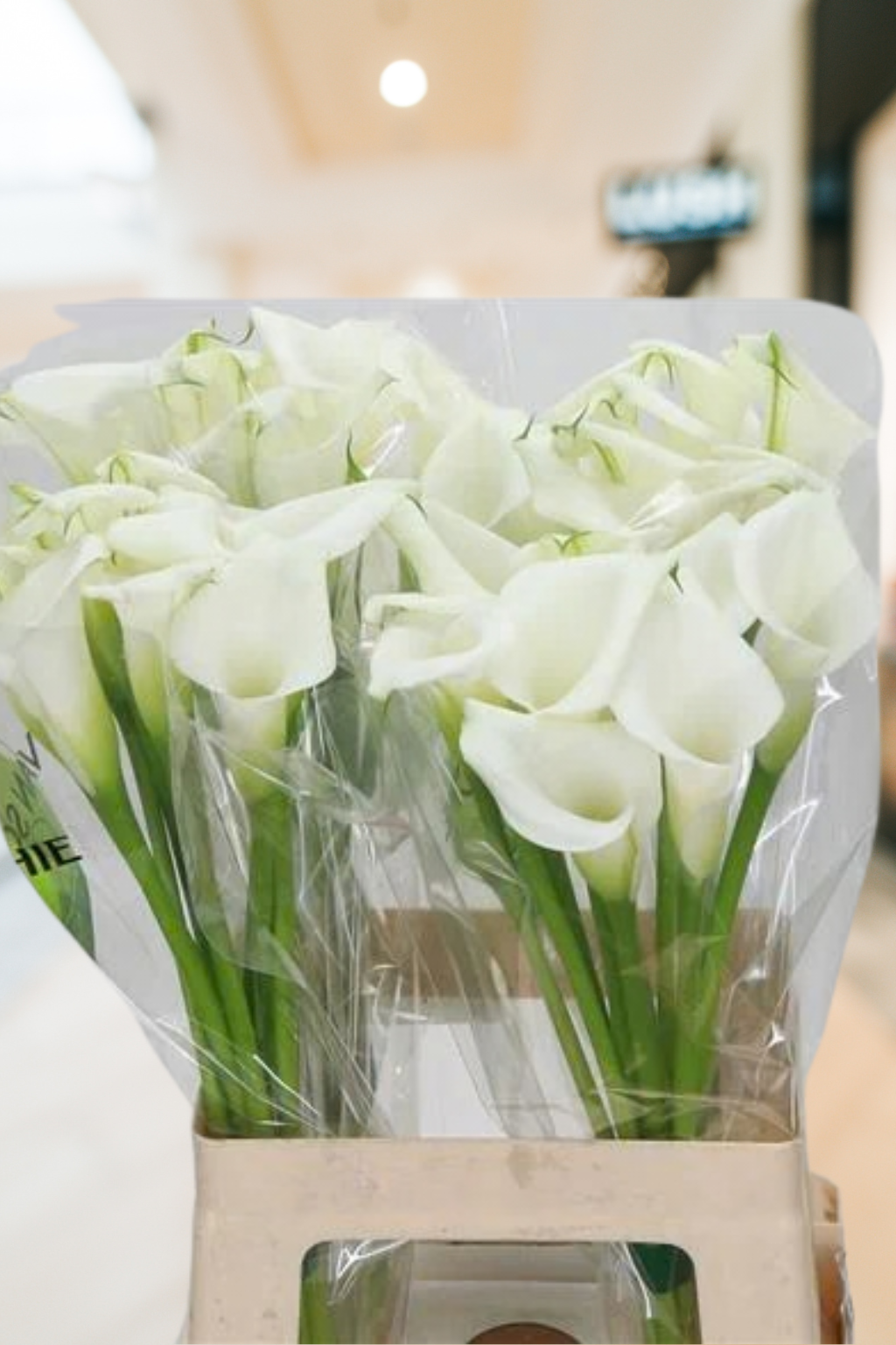 Calla Lily White