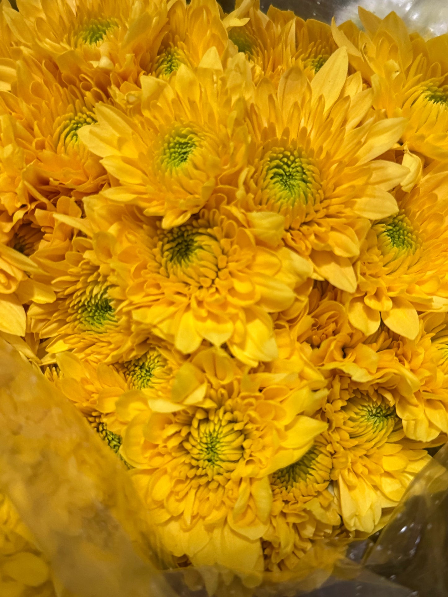 Cushion – Premium Chrysanthemum