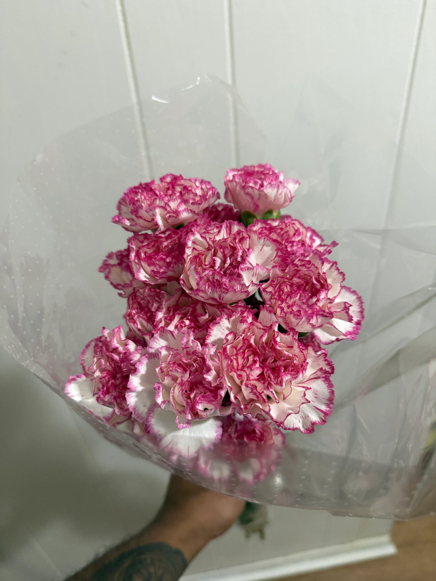 Fancy Carnations