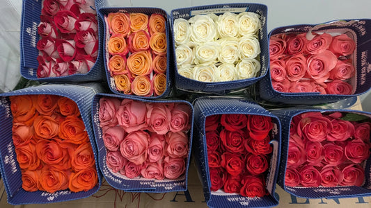 Assorted Roses – 50 CM Premium