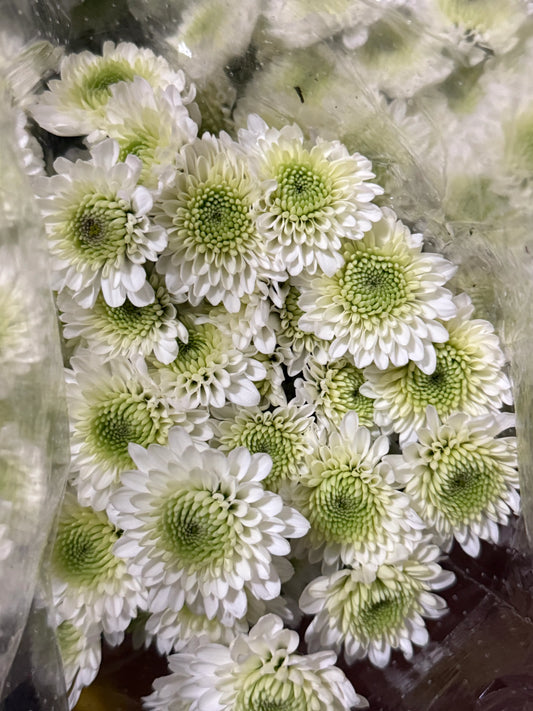 Button – Premium Chrysanthemum