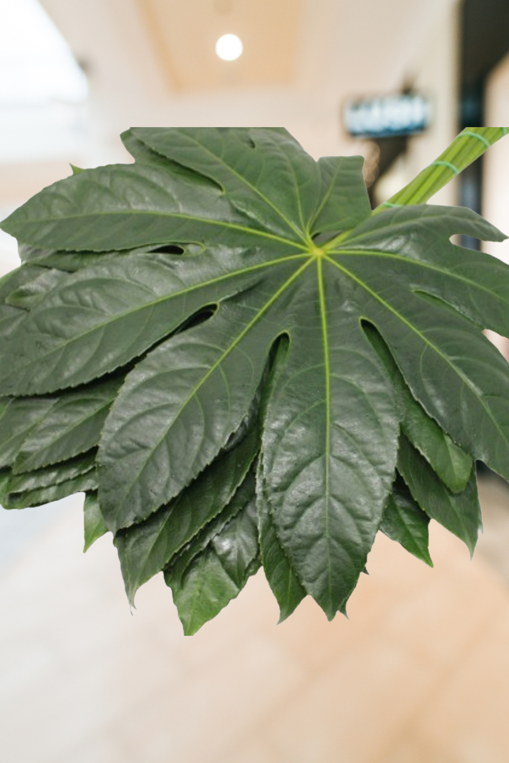 Aralia – Premium Greenery