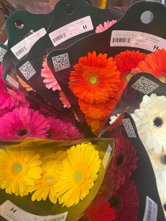 Gerbera – Mini Premium