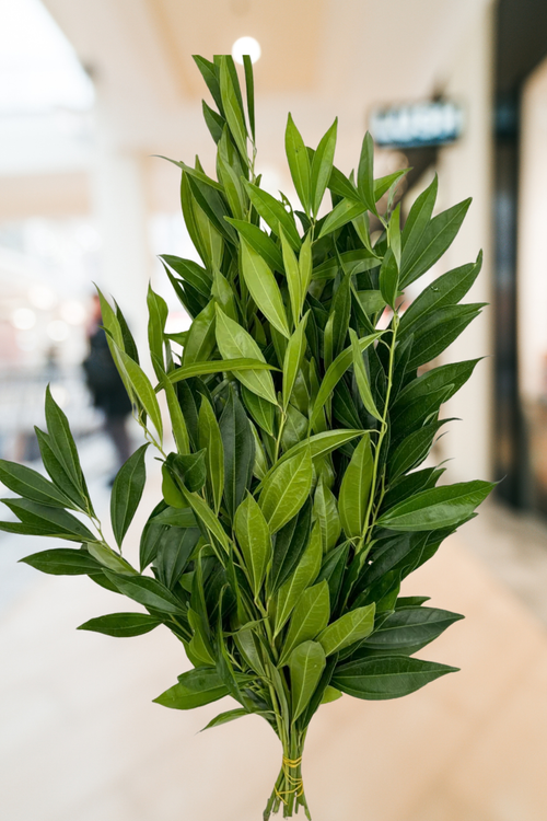 Cocculus – Premium Greenery