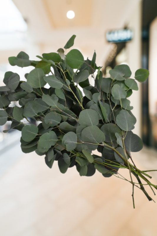 Eucalyptus Silver Dollar – Premium Greenery