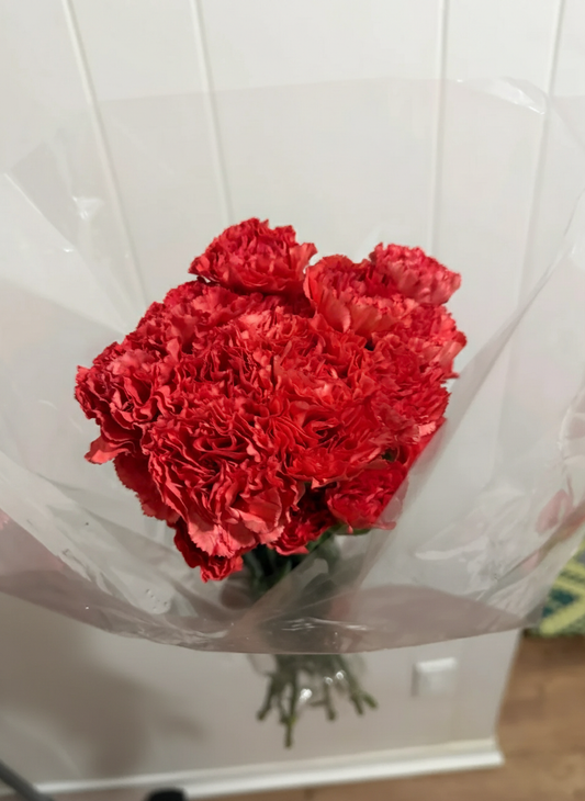 Red Carnations - Short