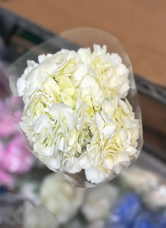 Hydrangea White Premium