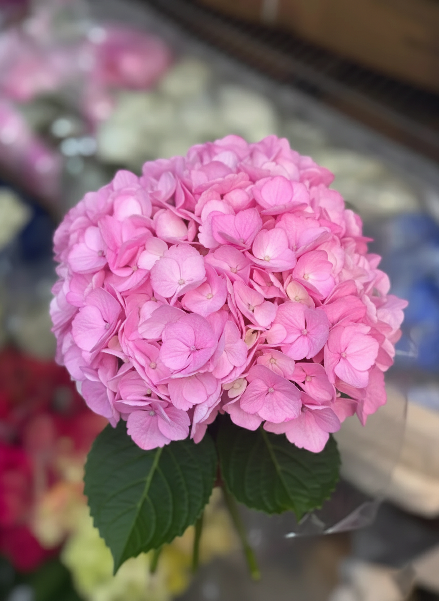Hydrangea Pink Premium