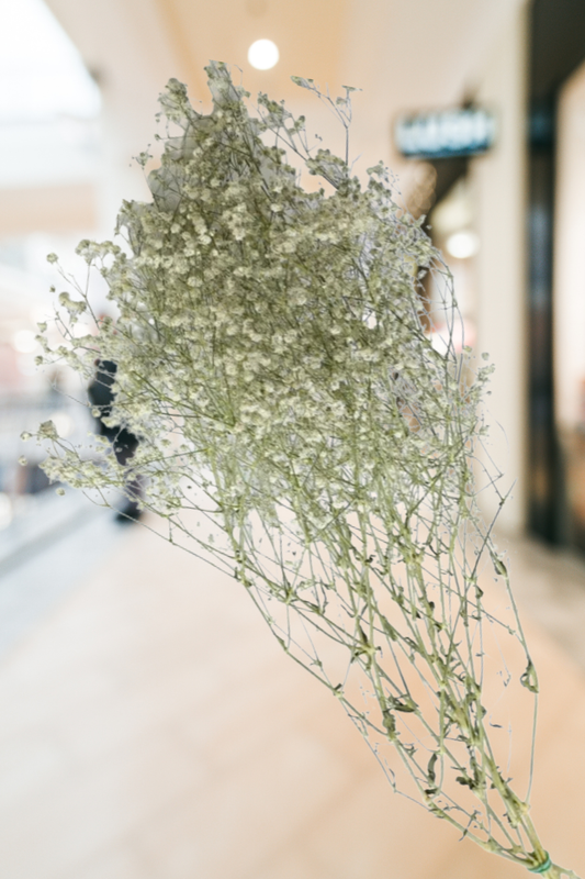 Gypsophila – Premium Greenery