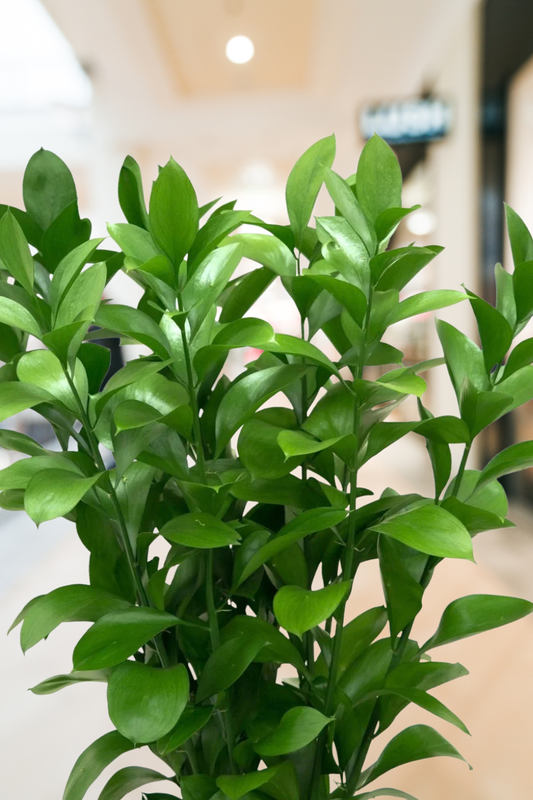 Israeli Ruscus – Premium Greenery
