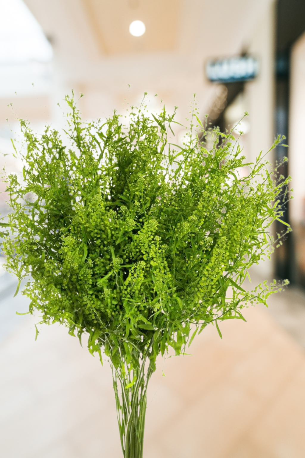 Lepidium Green Dragon – Premium Greenery