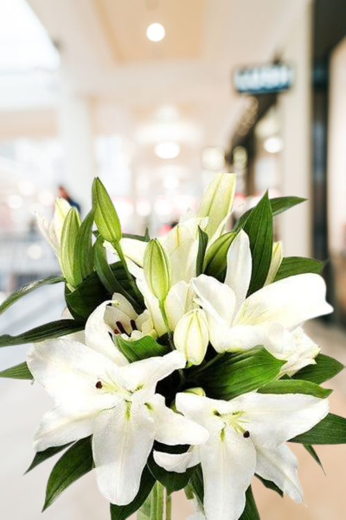 Lilies White