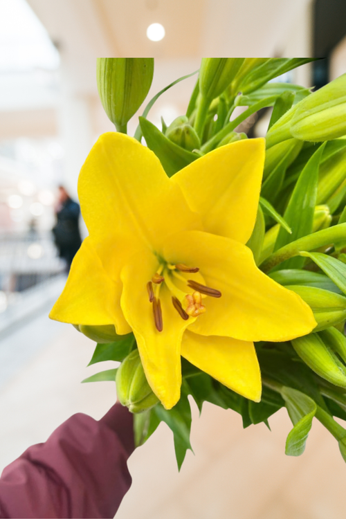 Lilies Yellow