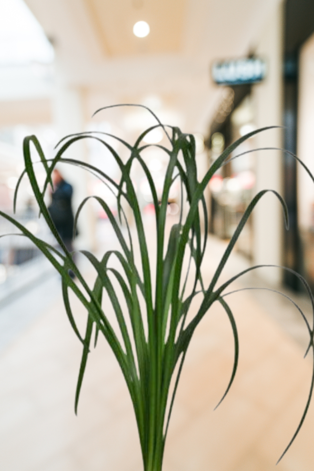 Lily Grass Green – Premium Greenery