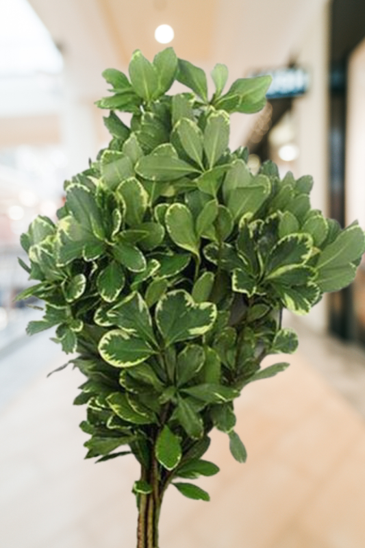 Pittosporum Variegated– Premium Greenery