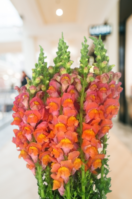 Snapdragon Orange