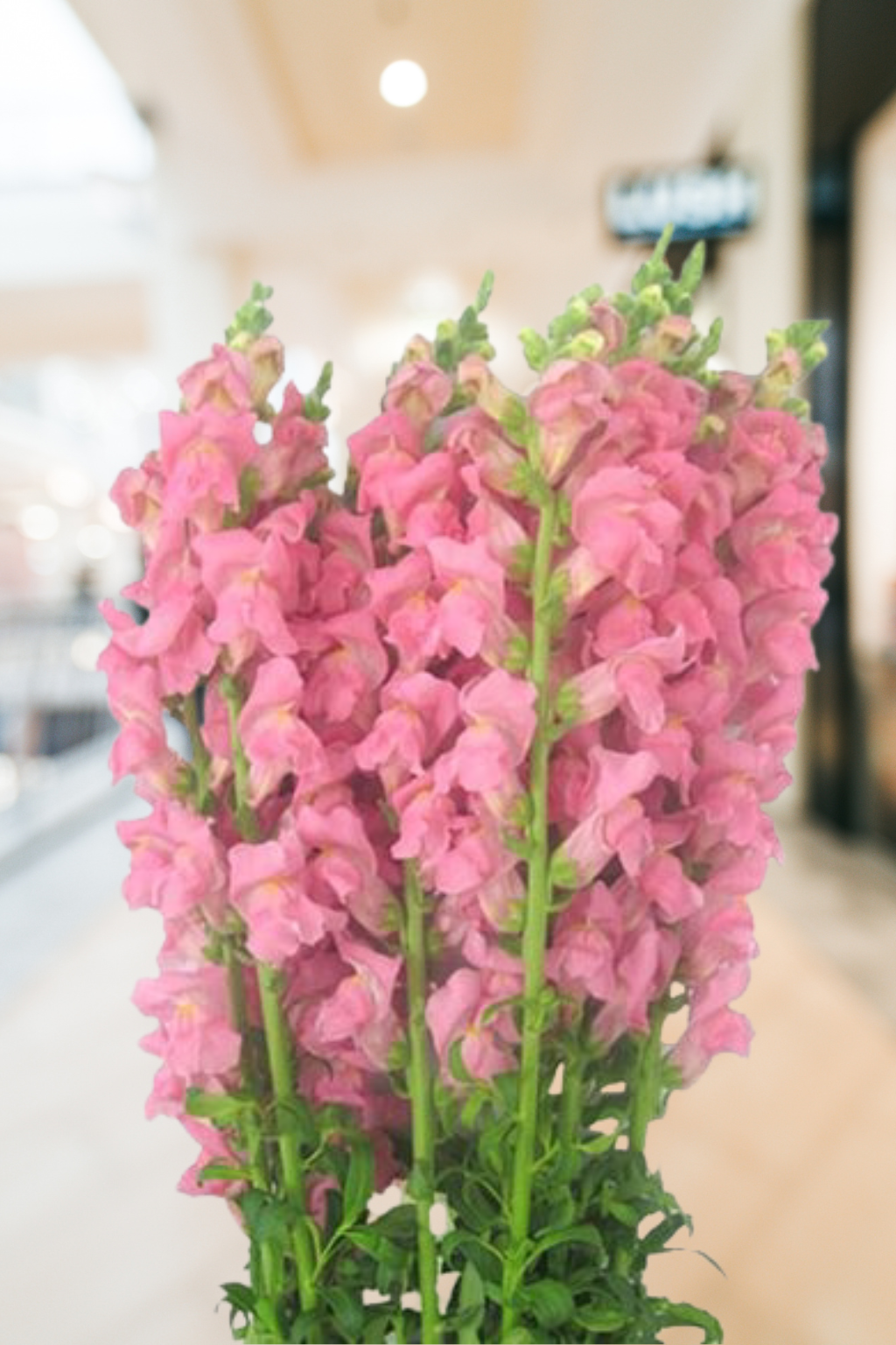 Snapdragons Pink