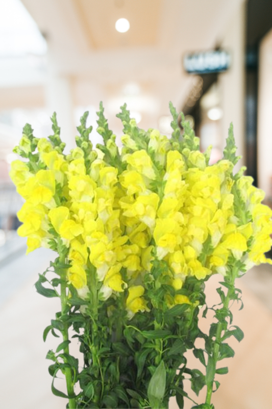 Snapdragon Yellow