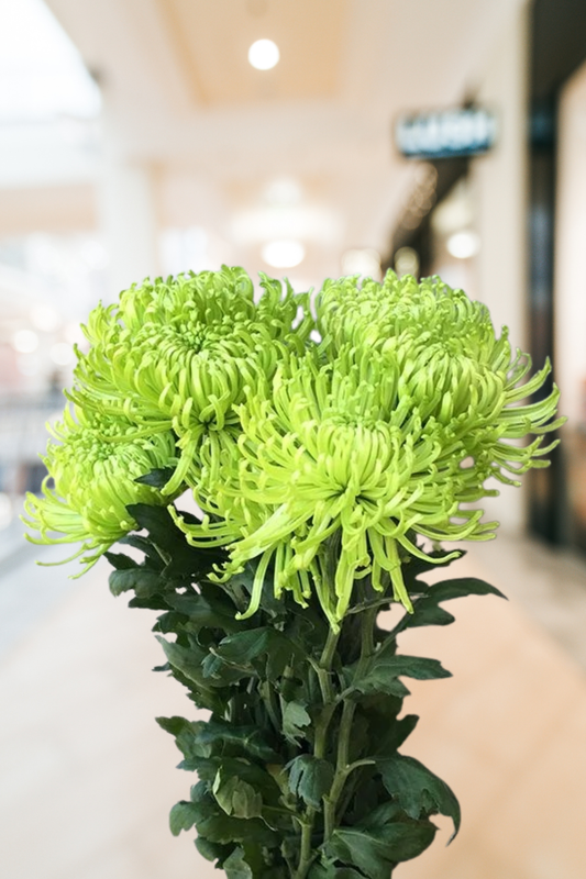 Spider – Premium Chrysanthemum