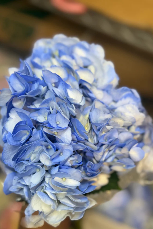 Hydrangea Blue Premium