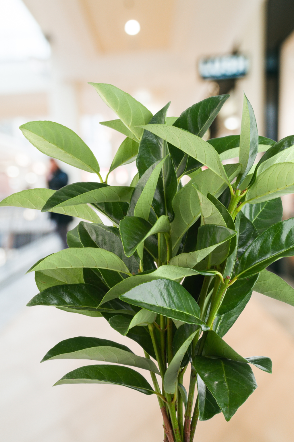 Viburnum Lucidum – Premium Greenery