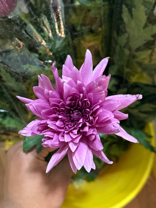 Cremon – Premium Chrysanthemum